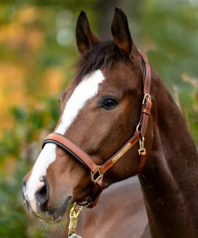 "Premium Horse Runway Leather Halter – Durable, Comfortable & Stylish Equestrian Gear"